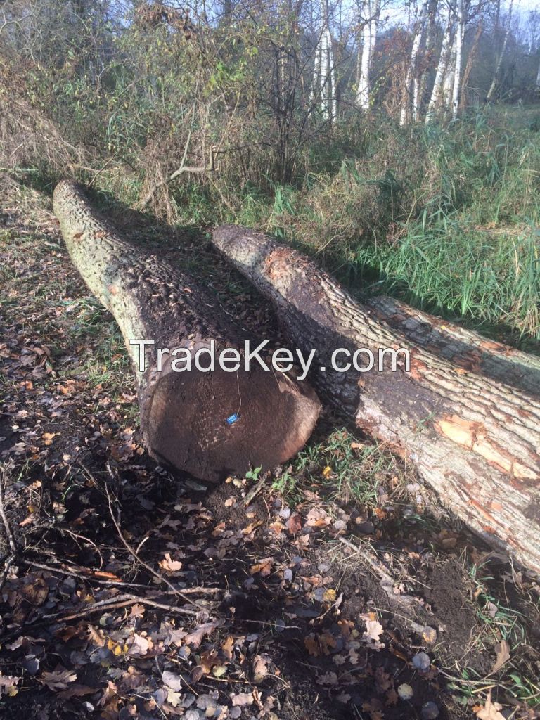 German Poplar Round Logs