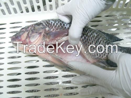 Frozen Tilapia Whole Round Fish