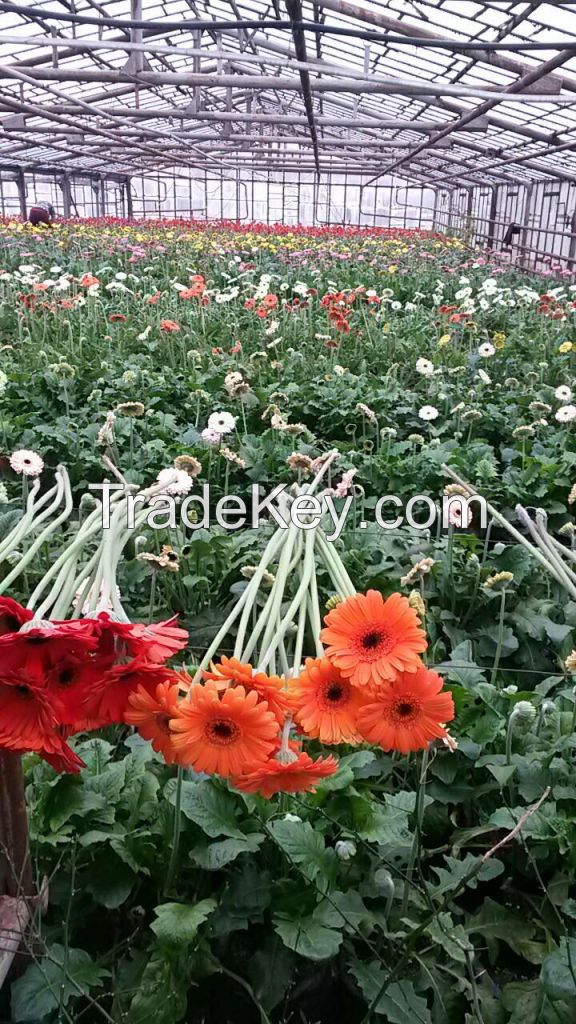 Planting material seedlings of rose gerbera alstromeria