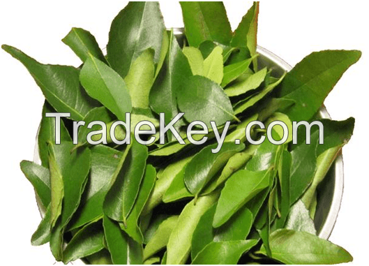 Curry Leaves