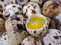 Fresh Table/Fertilized Quail Eggs