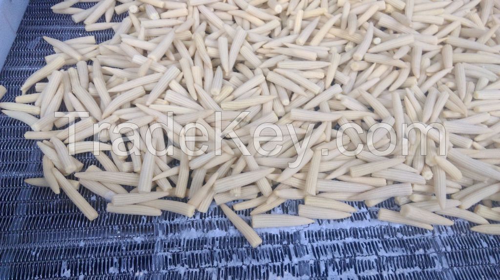 Frozen baby corn whole from Viet Nam