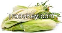 White Corn