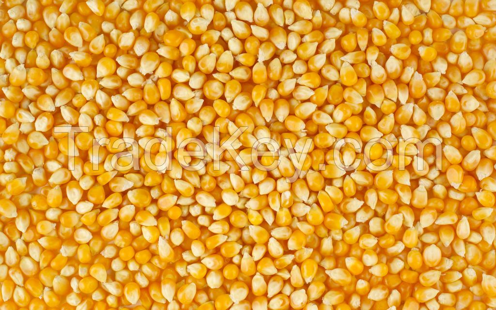 Yellow Corn