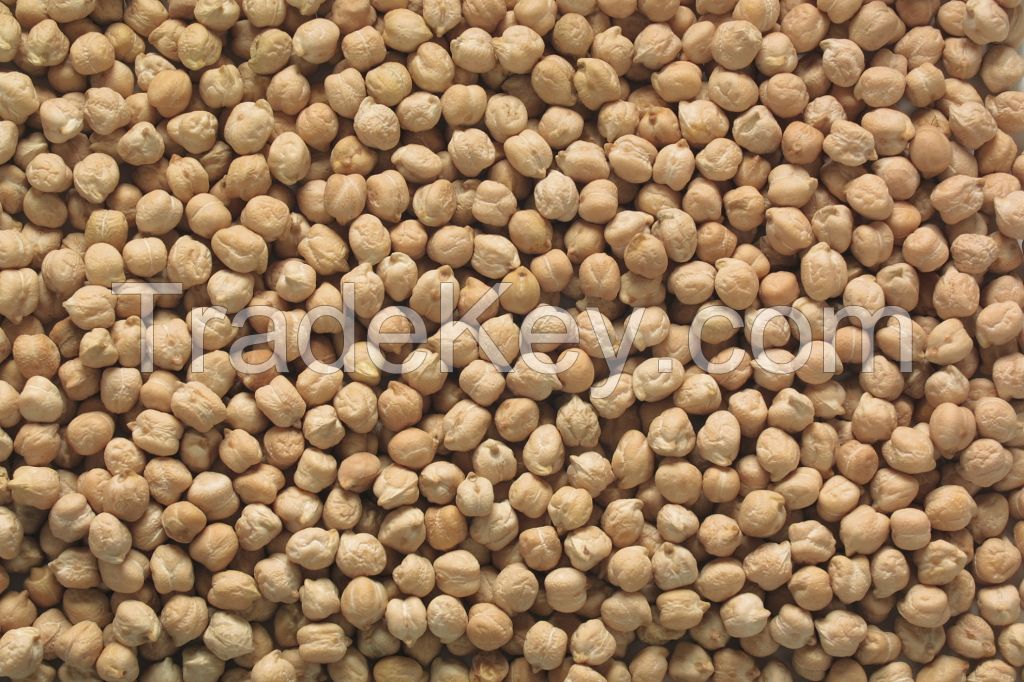 High-Nutrition Chickpea