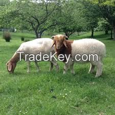 Healthy Live Awassi sheep / Merino sheep / Dorper Ewe Sheeps and Lambs For Sale