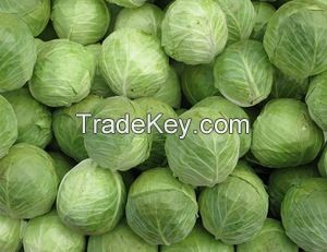 Fresh Cabbage Supplier