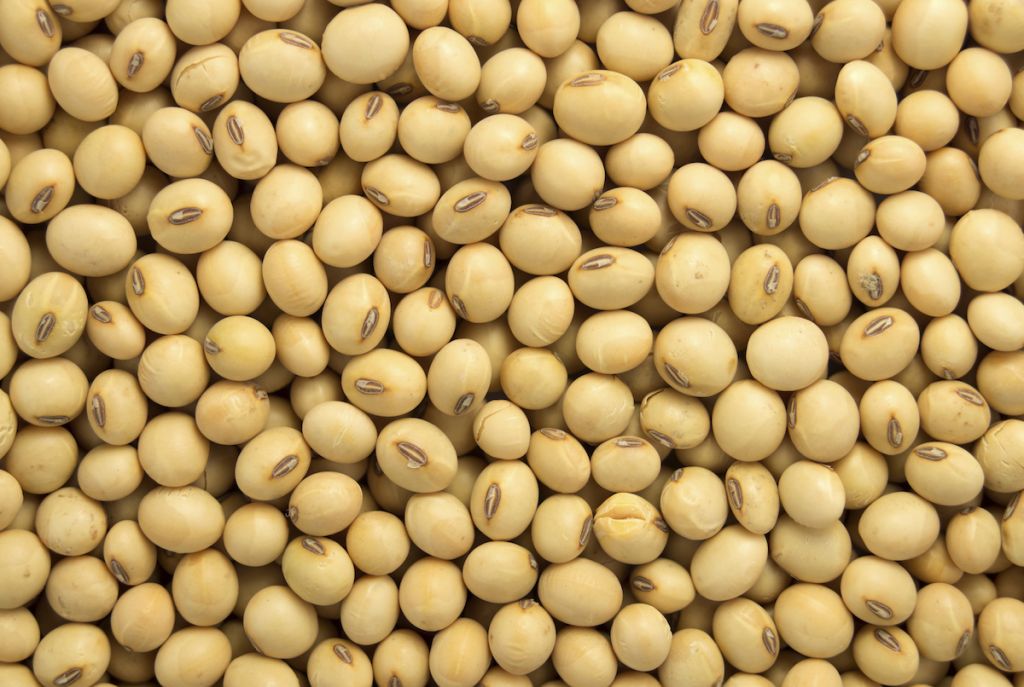 High Quality Grade A Soybeans