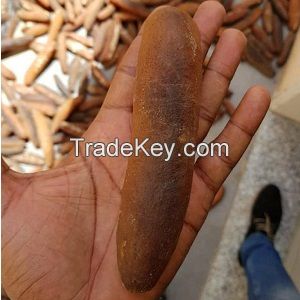 SEA CUCUMBER-Golden Sandfish (Holothuria lesson)