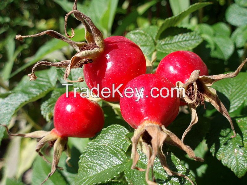 Rose Haws, Rose Heps, Wild Boar Fruit