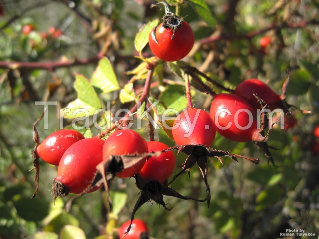 Rose Haws, Rose Heps, Wild Boar Fruit