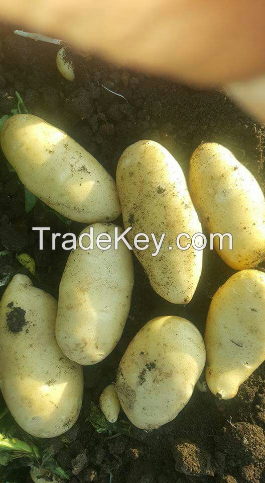 fresh potatoes