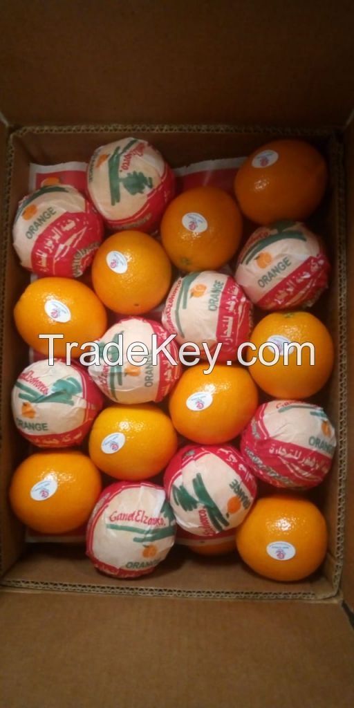 Fresh Citrus Fruits , Navel Orange, Egyptian orange, Oranges By ELzohor Co For Trade, Others1