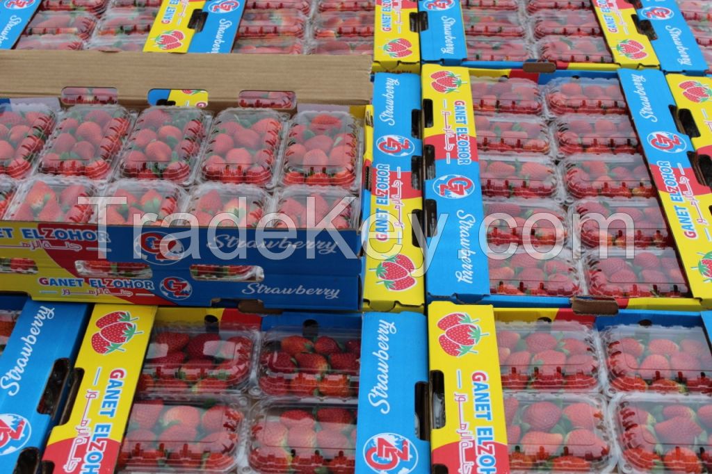 Egyptian fresh strawberry