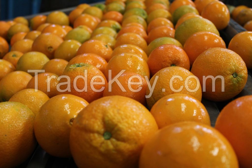 Navel orange