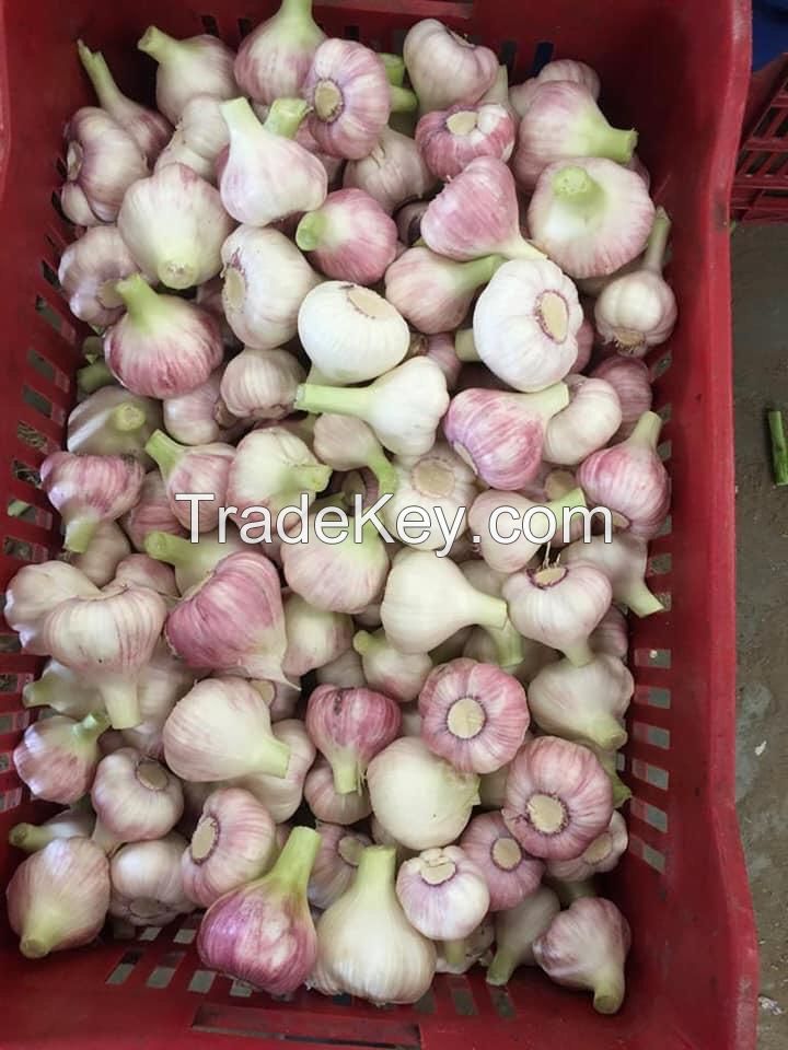 Egyptian Fresh Garlic