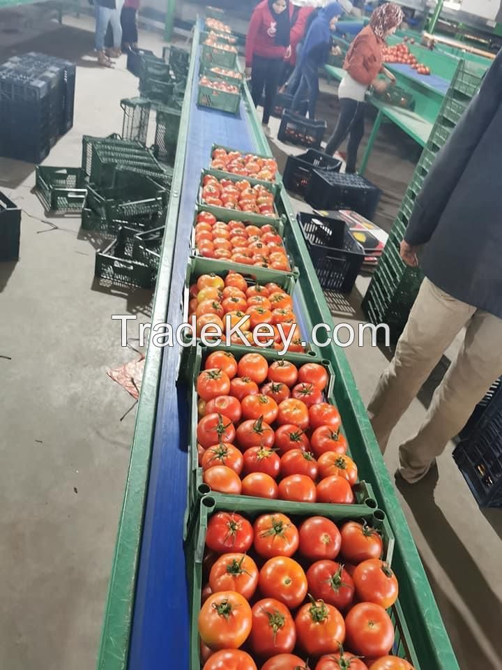 Tomatoes