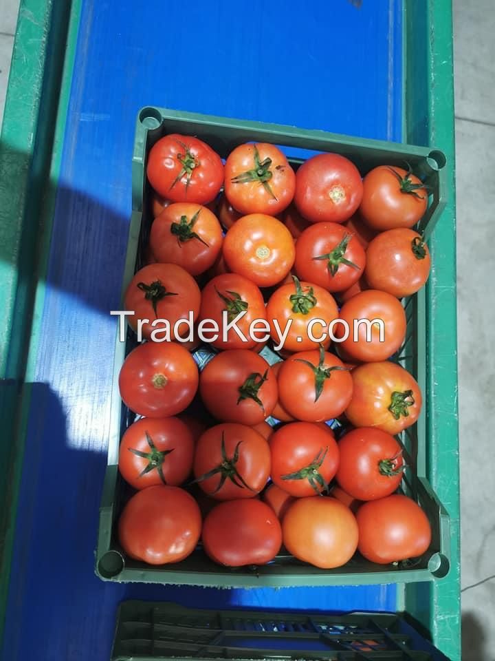 Tomatoes