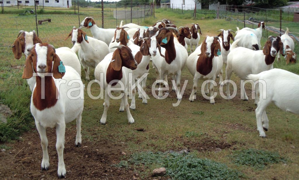 100% High Quality Livestock Full Blood Boer Goats for sale 2018