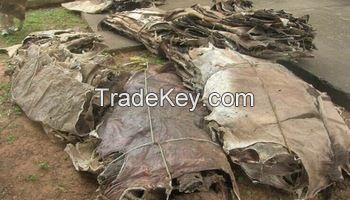 Wet Salted Deer Skins/Wet Salted Donkey Hides/Wet Salted Horse Hides