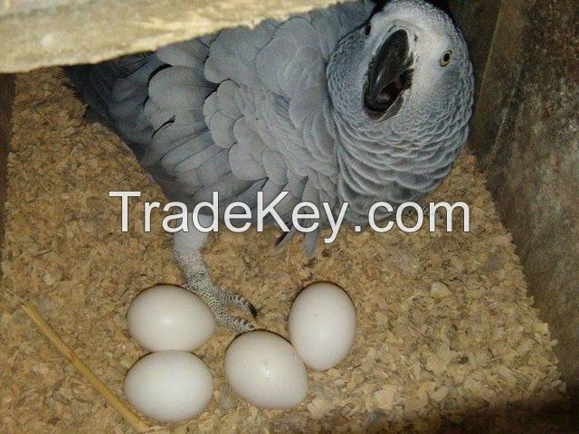 Grey Parrot available 