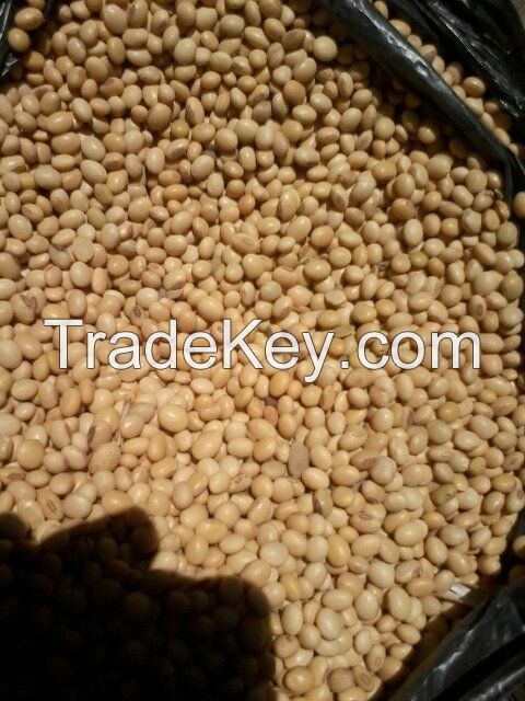 soya beans seeds