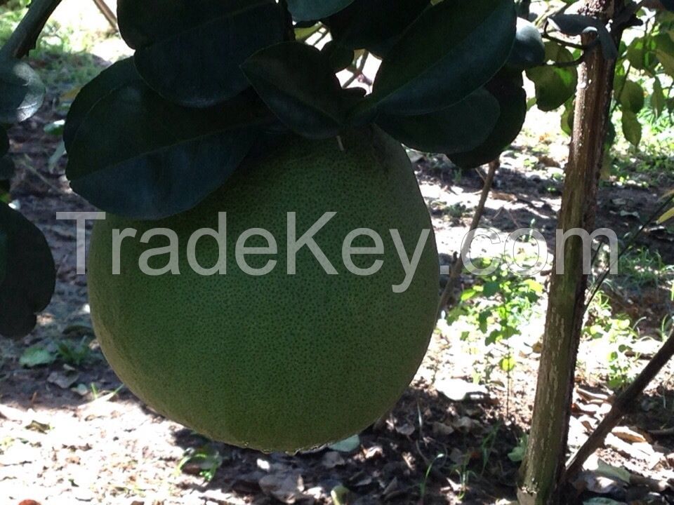 Fresh Green Skin Pomelo - Grapefruit with red meat from Vietnam