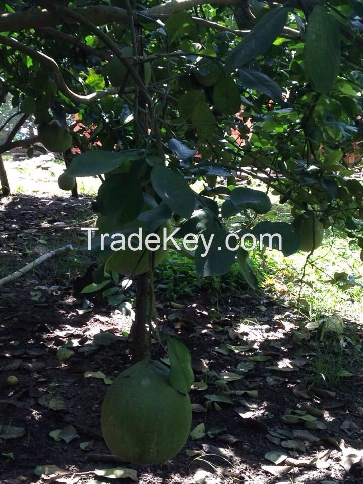 Fresh Green Skin Pomelo - Grapefruit from Vietnam