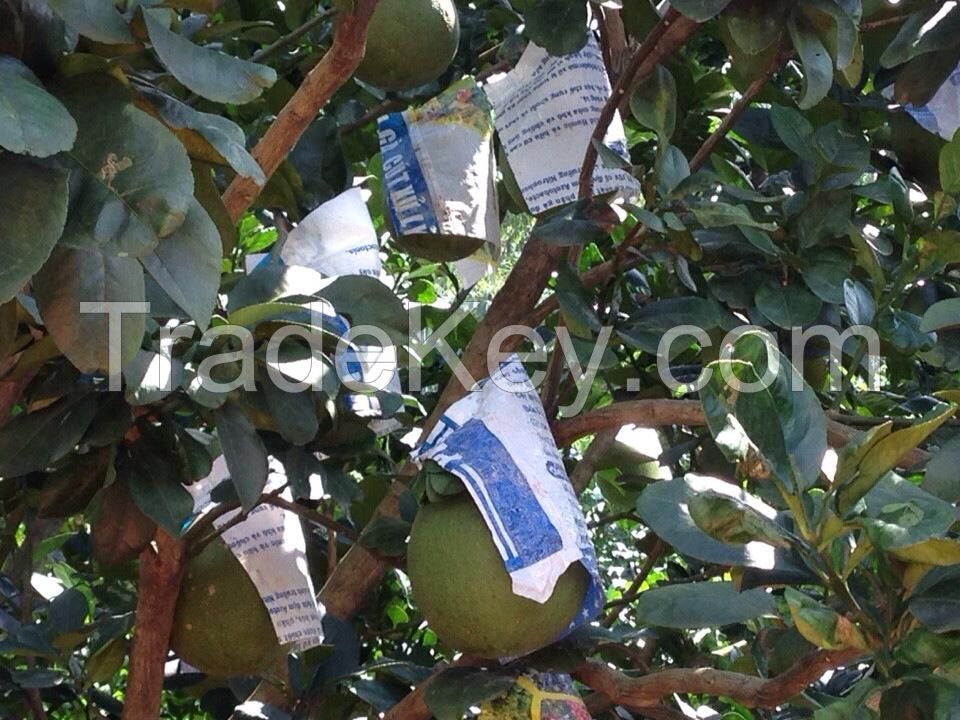 Fresh Green Skin Pomelo - Grapefruit with red meat from Vietnam