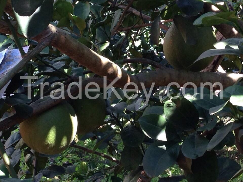 Fresh Green Skin Pomelo - Grapefruit from Vietnam