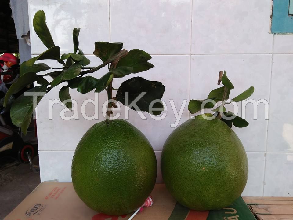 Fresh Green Skin Pomelo - Grapefruit with red meat from Vietnam