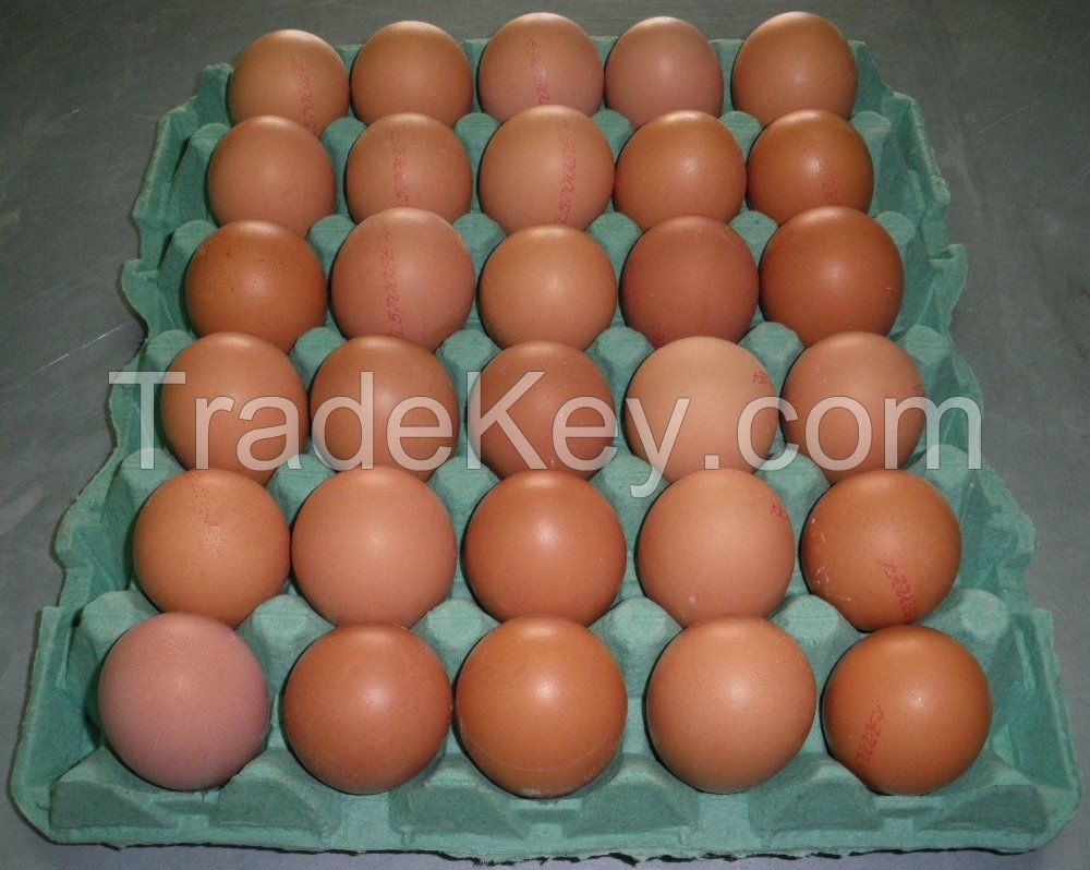 Broiler Fertile eggs/Ross308 Chicken Hatching eggs/Fresh Chicken Table Eggs for sale in bulk