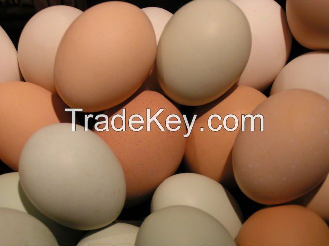 Broiler Fertile eggs/Ross308 Chicken Hatching eggs/Fresh Chicken Table Eggs for sale in bulk