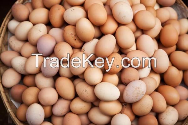 Broiler Fertile eggs/Ross308 Chicken Hatching eggs/Fresh Chicken Table Eggs for sale in bulk