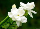 Jasmine  Oil