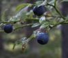 Blueberry Extract