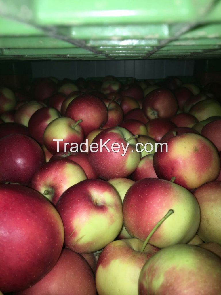 Polish apples from the manufacturer, Red Prince, Gala, Ligol, Golden, Ruby Star, Mutsu, Idared, Lobo, Shampion, Gloster, Jonagored, Cortland, Jonagold.