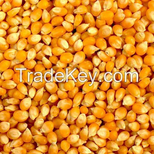 cheap Yellow Corn, White Corn Maize Feed