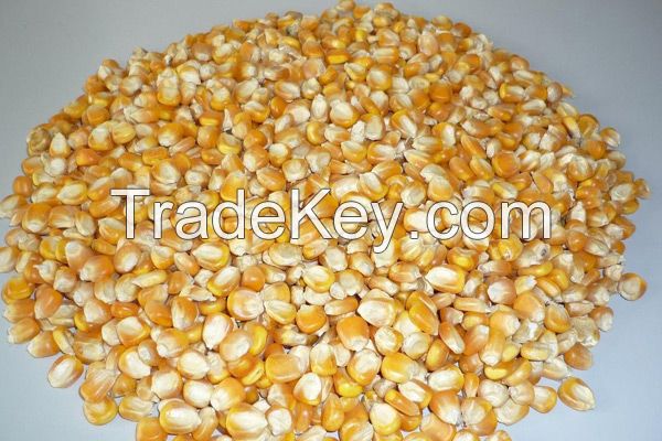 Yellow Corn(Human Consumption and  Animal Feed)