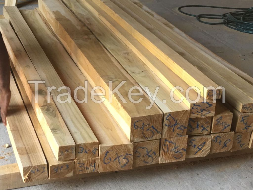 Teak Gmelina and Eucalyptus Logs from Colombia