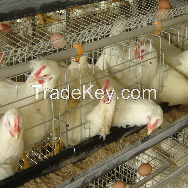 battery chicken layer cage sale for pakistan farm