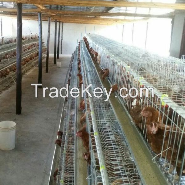 high quality cheap poultry farm best sale chicken layer cages in tanzania