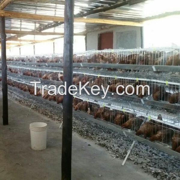 agriculture farming breeder equipement broiler chicken raising cage 