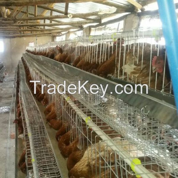 Type h commercial poultry layer cages