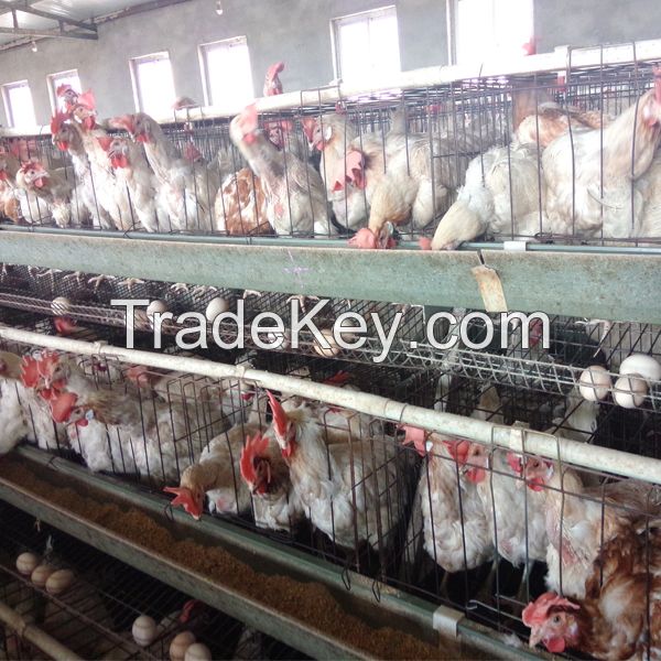 h type chicken cage broiler raising cages for keeping chicken layers