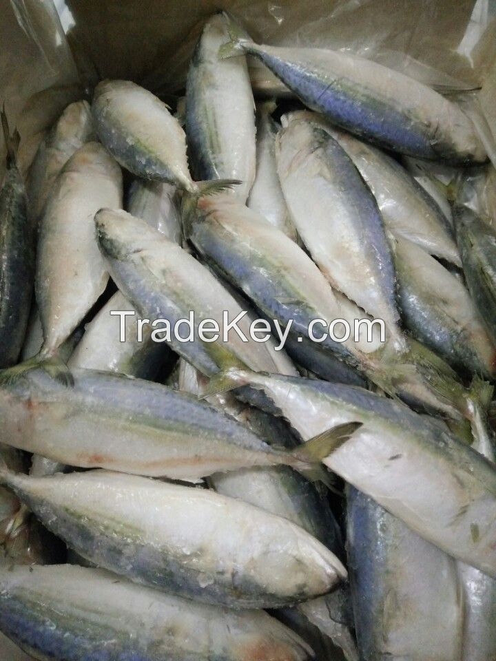 Frozen Indian mackerel 8-10 10-12_WHATSAPP: +84 989 322 607