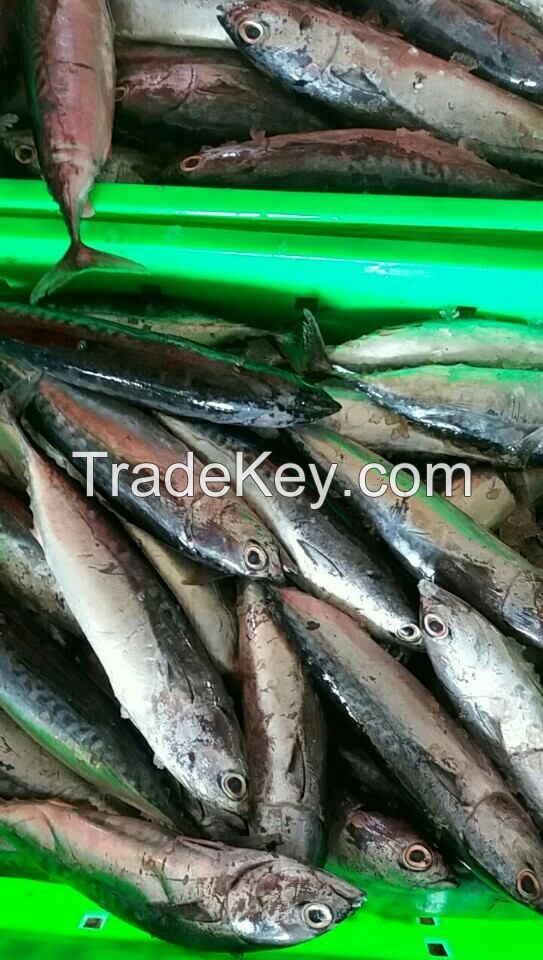 Frozen Bullet Tuna wr_WHATSAPP: +84 989 322 607