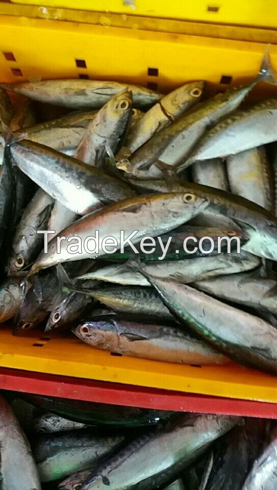 Frozen Bullet Tuna wr_WHATSAPP: +84 989 322 607