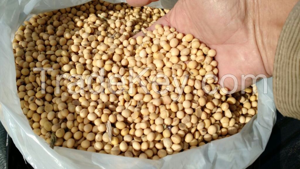 Soybean