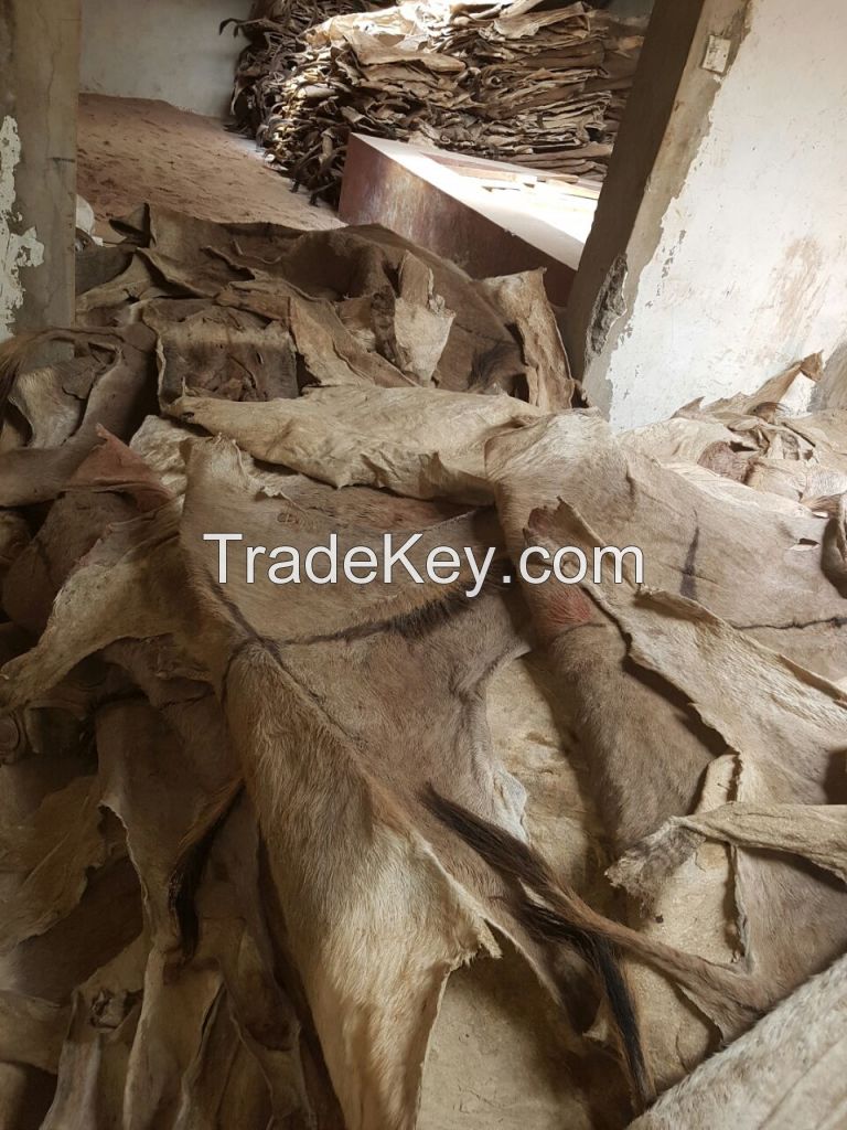 Dry/Wet Salted Donkey Hides (Skin).